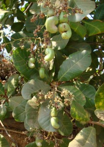 Cashew nuts on the tree