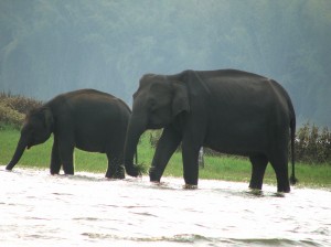 elephants2